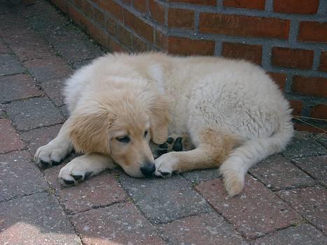 Hovawart Balder - Puha, varmt.. billede 6