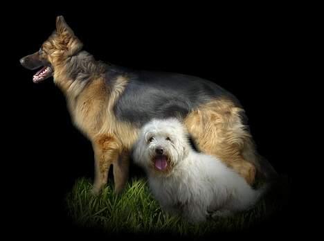 Schæferhund Slottes Sasja billede 9