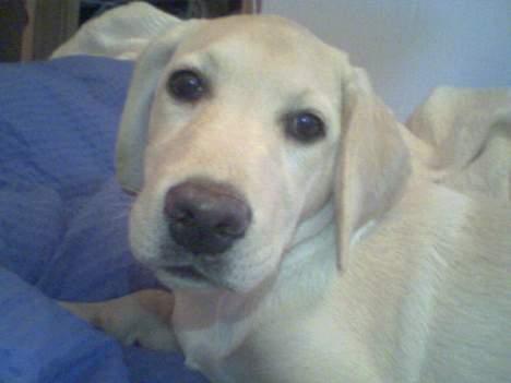 Labrador retriever Nellie - Nellie 16 uger billede 4