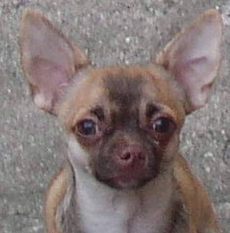 Chihuahua Nemo billede 9