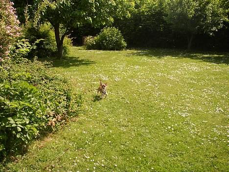 Chihuahua Nemo billede 10