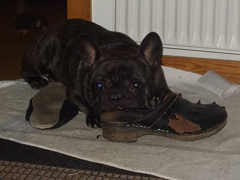 Fransk bulldog Miro AKA Bassefugl - Nu har jeg ædt en sutsko, en træsko og en toiletrulle... hæ,hæ man må jo alting når man er på juleferie hos "mormor og morfar"! billede 7