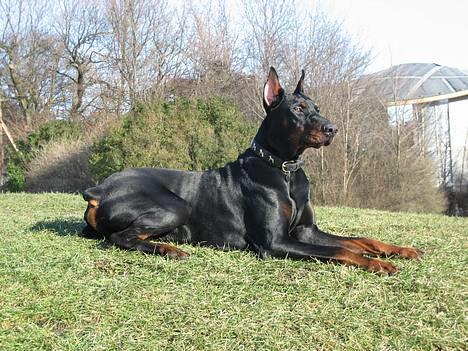 Dobermann Cobra billede 1