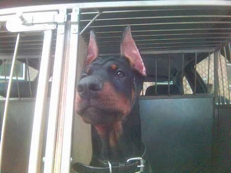 Dobermann Cobra - Hey du der vi holder herover.. billede 2