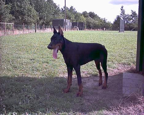 Dobermann Cobra - Puha det er varmt idag... billede 3