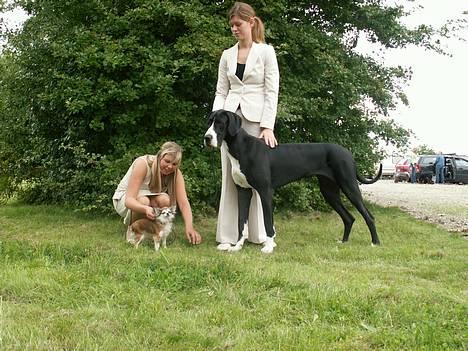 Chihuahua Ronja ¤RIP¤ - Til udstilling i Odense billede 11