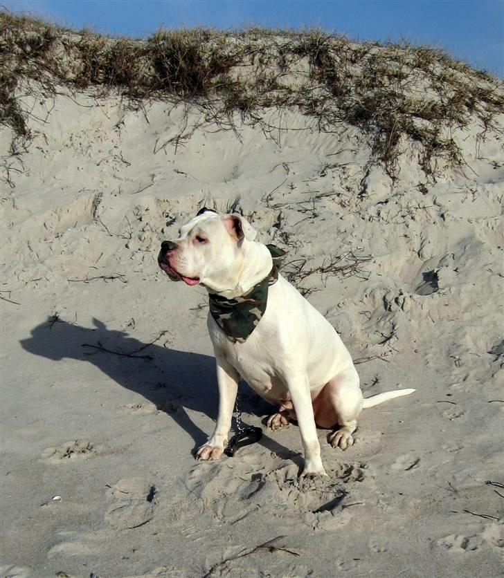 Amerikansk bulldog Thiti (R.I.P.) - smukke pige <3  billede 8