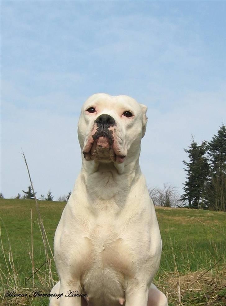 Amerikansk bulldog Thiti (R.I.P.) billede 9