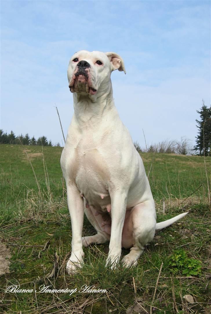 Amerikansk bulldog Thiti (R.I.P.) billede 10