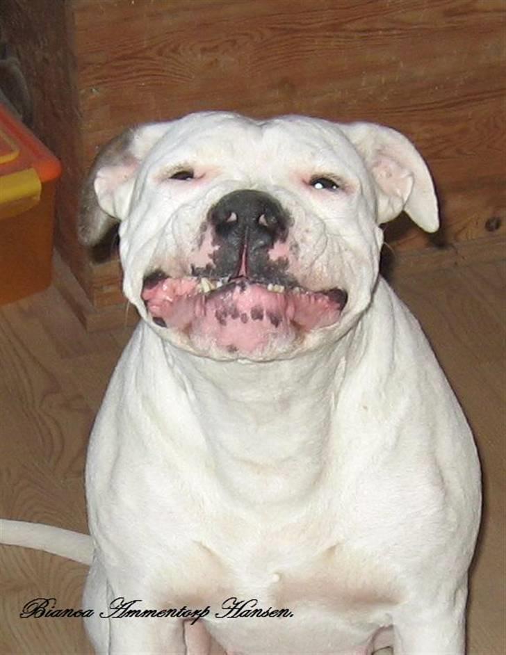 Amerikansk bulldog Thiti (R.I.P.) - SMIIIIL TIL FOTOGRAFEN...*LOL* billede 11