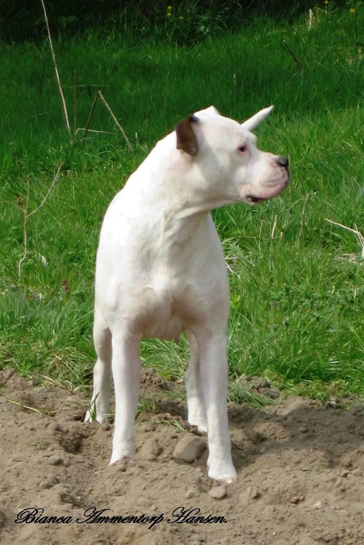 Amerikansk bulldog Thiti (R.I.P.) billede 12