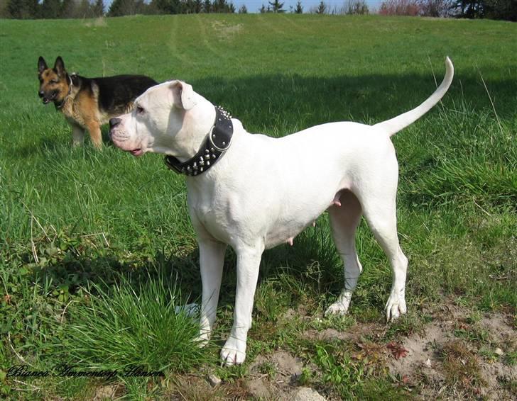 Amerikansk bulldog Thiti (R.I.P.) billede 13