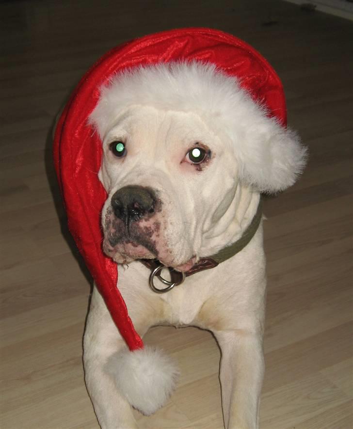 Amerikansk bulldog Thiti (R.I.P.) billede 14