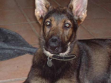 Schæferhund Futte (DØD)  - Smuk mig ??? billede 1