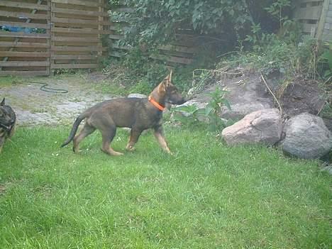 Schæferhund Futte (DØD)  - Er det en ikke en bold  billede 2