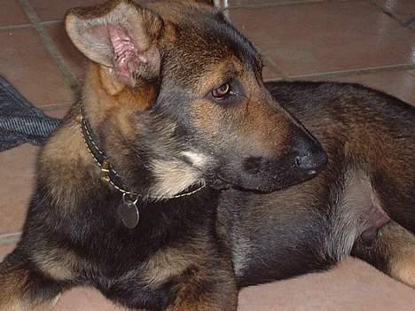 Schæferhund Futte (DØD)  - Er det mad til mig mor laver billede 3