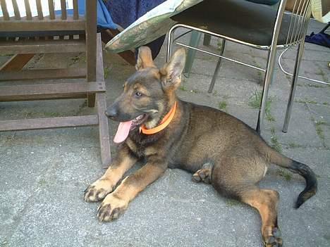 Schæferhund Futte (DØD)  - Total hygge billede 4