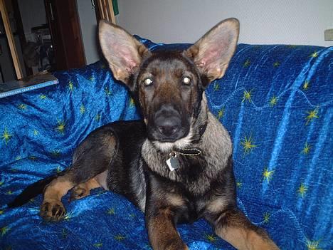 Schæferhund Futte (DØD)  - Dumbo hvem er det billede 5