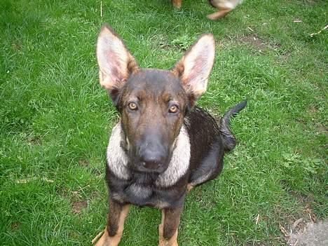 Schæferhund Futte (DØD)  - Sitte selvfølgelig kan jeg sitte  billede 6