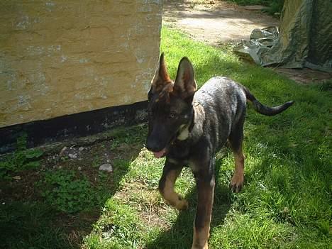 Schæferhund Futte (DØD)  - Er det posten jeg kan høre billede 7