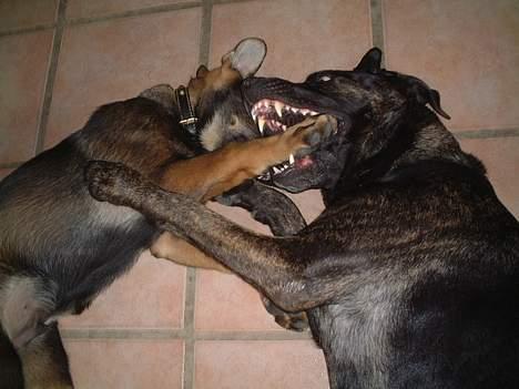 Schæferhund Futte (DØD)  - Grrrrraaaa bare vent til mine tænder vokser ud billede 8