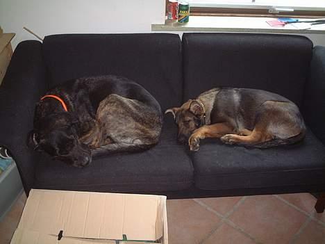 Schæferhund Futte (DØD)  - Mig og Jenna hygger efter vi har leget billede 9