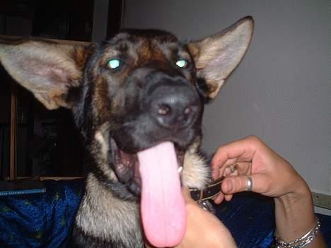 Schæferhund Futte (DØD)  - Dum ud hvad mener du med det ? billede 10