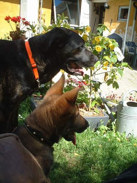 Schæferhund Futte (DØD)  - Mig og Jenna i haven billede 11