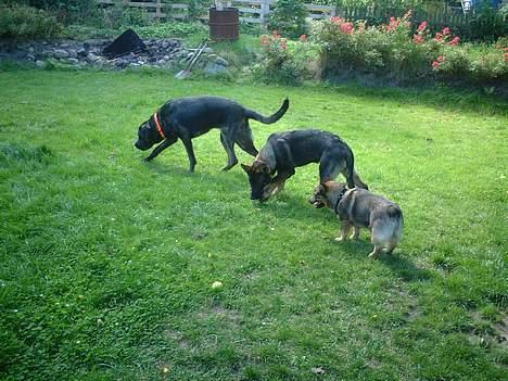 Schæferhund Futte (DØD)  - Hele flokken i haven billede 12