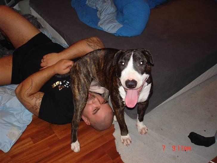 Blanding af racer Tyzon billede 9