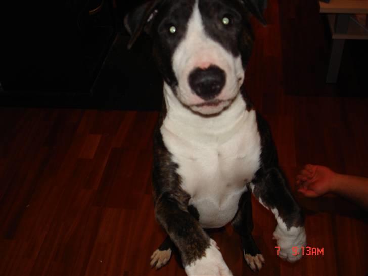 Blanding af racer Tyzon billede 10