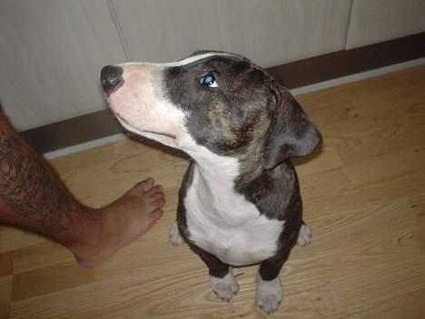 Blanding af racer Tyzon billede 11