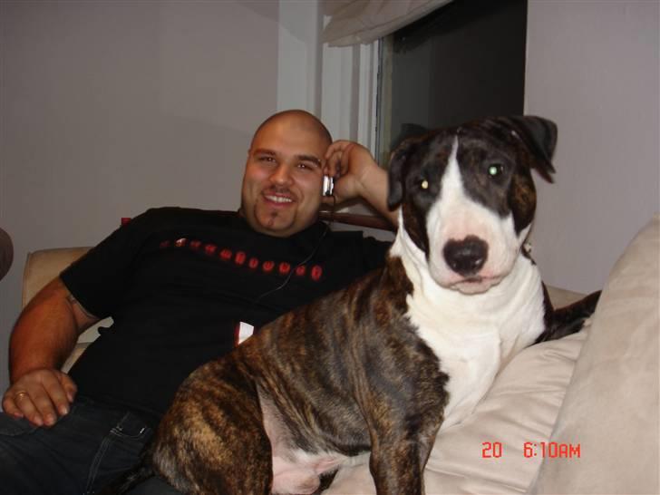 Blanding af racer Tyzon billede 12