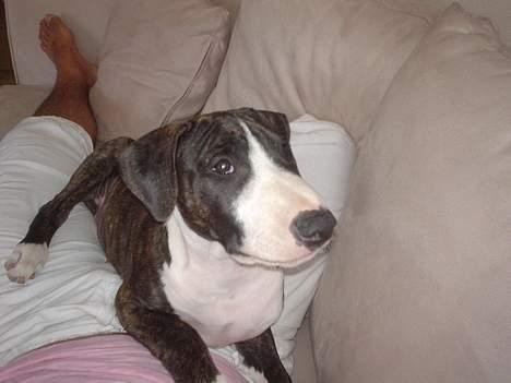 Blanding af racer Tyzon billede 13