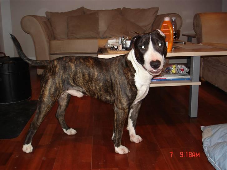 Blanding af racer Tyzon billede 15