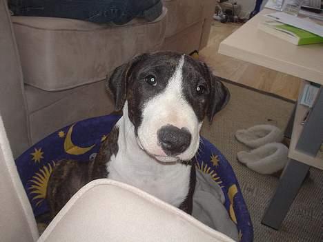 Blanding af racer Tyzon billede 16