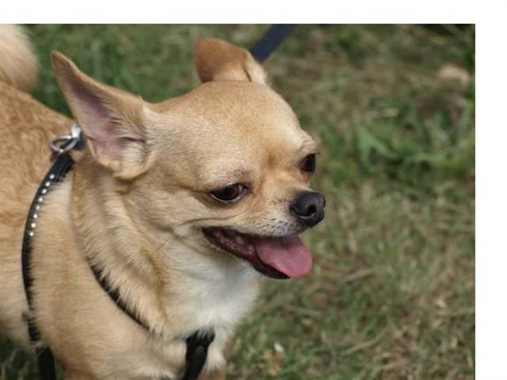 Chihuahua Nuggi billede 4