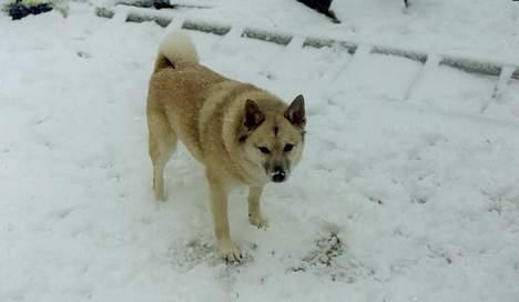 Norsk buhund Frej - Fra i vinters 2005 billede 1