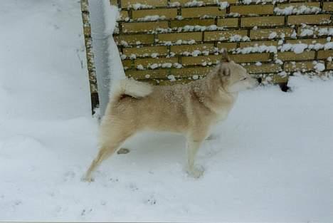 Norsk buhund Santa - Uuhh sne i hovedet billede 3