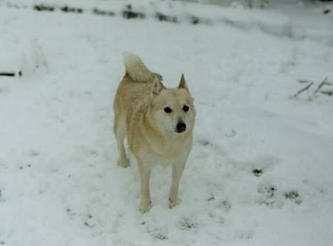 Norsk buhund Santa - Ingen sne i hovedet i dag billede 4