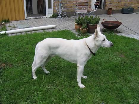 Hvid Schweizisk Hyrdehund Ursus billede 16