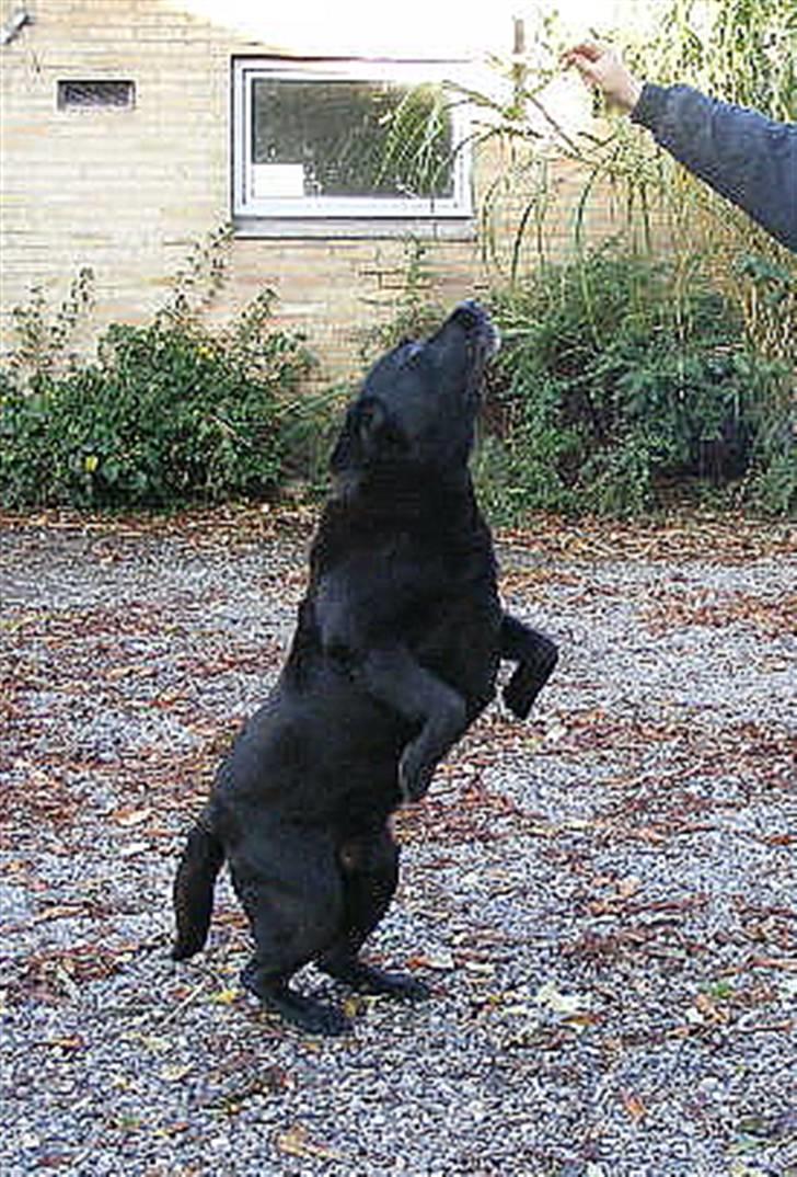 Labrador retriever Rollo  billede 2