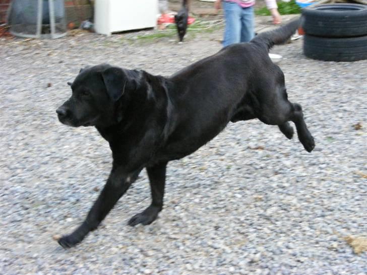 Labrador retriever Rollo  billede 3