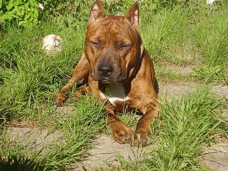 Amerikansk staffordshire terrier gang-staff trust me  billede 13
