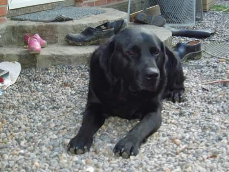 Labrador retriever Rollo  billede 4