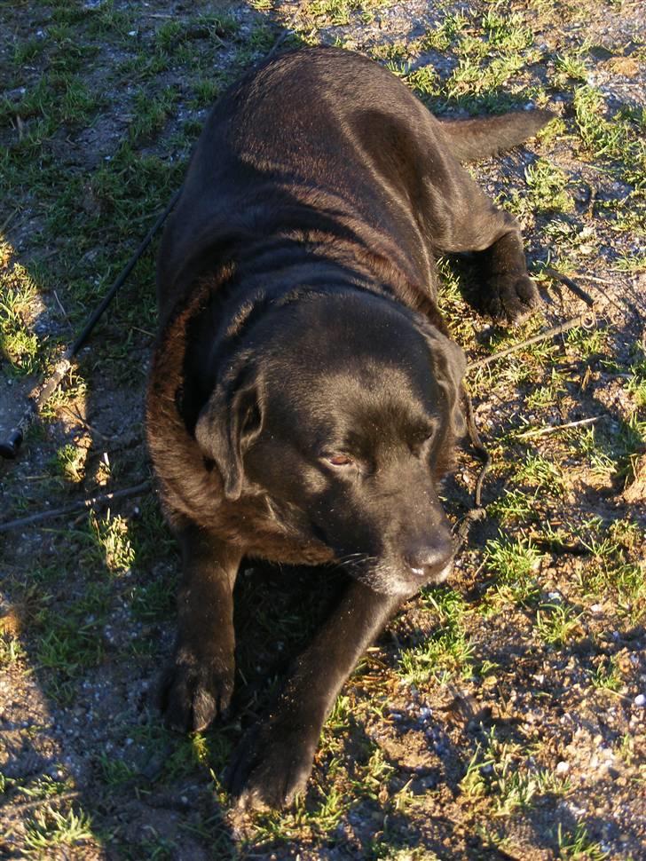 Labrador retriever Rollo  billede 5