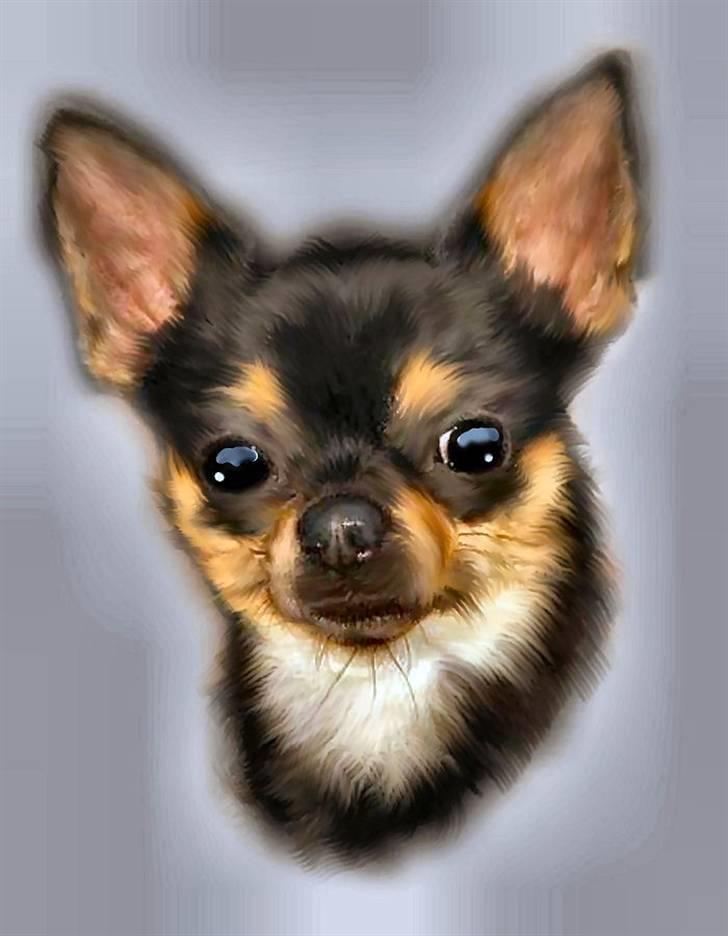 Chihuahua                   Zubin   - lavet af det blå lyns mor :o))  billede 1