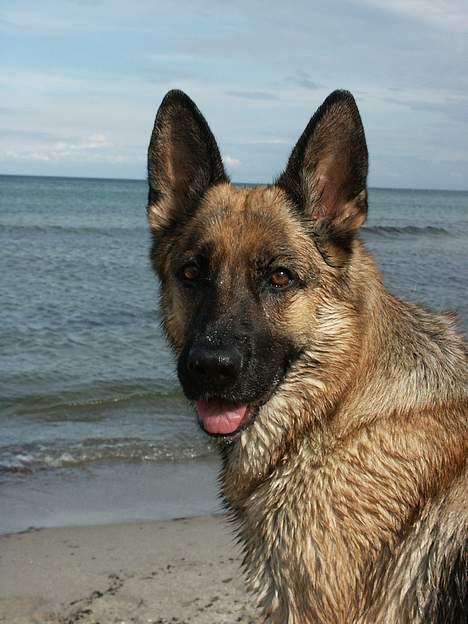 Schæferhund Sasha - har lige vært ude og svømme!!  billede 8