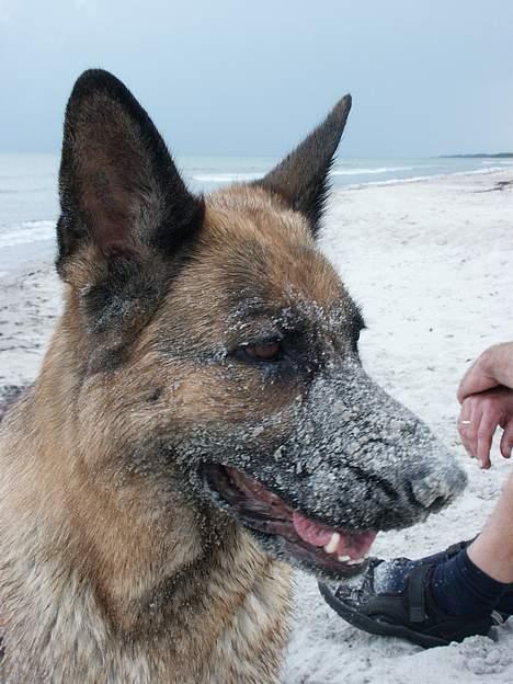 Schæferhund Sasha - øh??? ;) billede 9
