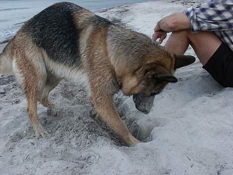 Schæferhund Sasha - grave, grave... det dumme er bare... hun ved ik hva hun graver efter...hehe billede 10